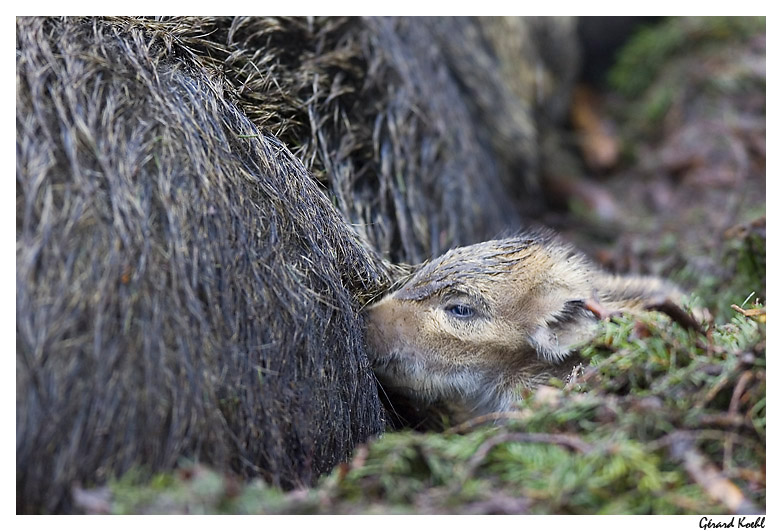  Image name: 25 Cinghiale.jpg 
 width: 782 pixel 
 height: 531 pixel 
 Size: 166171 bytes 
 Click to enlarge 